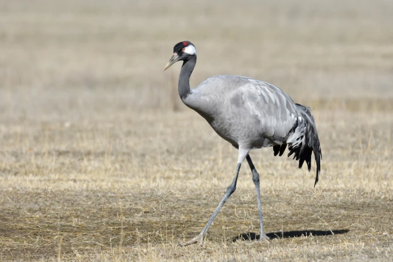 a crane with long legs and long legs walking across a dry grass field