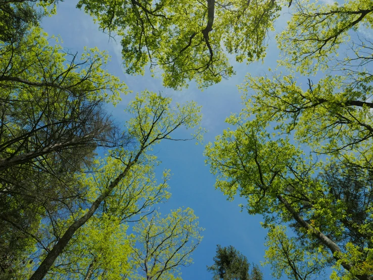 green leaves of trees in the park as blue sky and sun light shine in the background