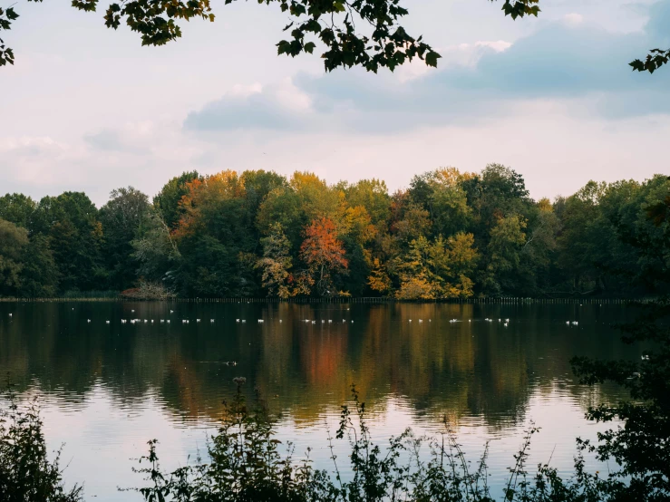 a lake surrounded by trees and bushes with ducks swimming