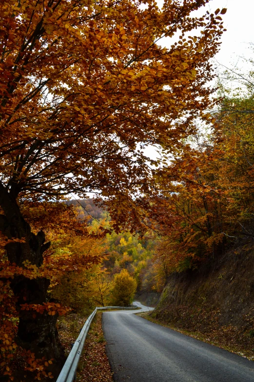 a rural road lined with lots of autumn trees