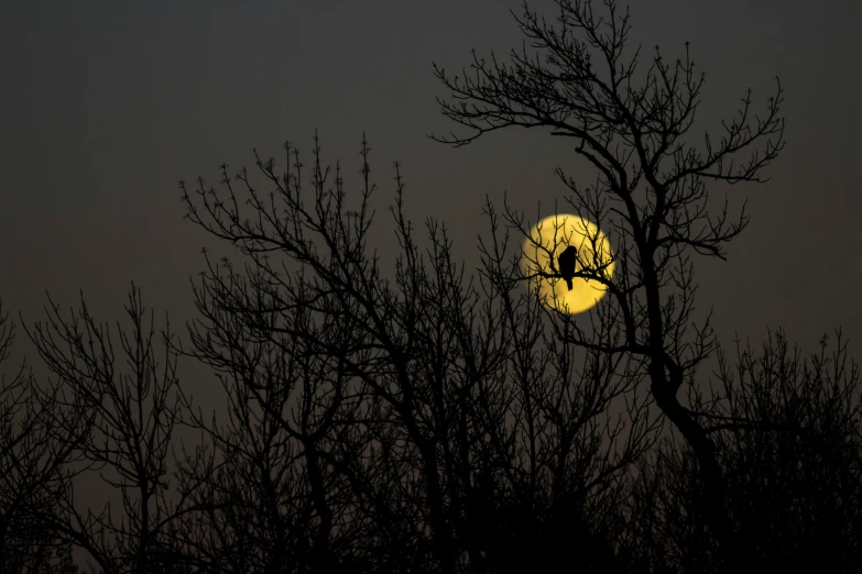 a full moon shining through the trees in the sky