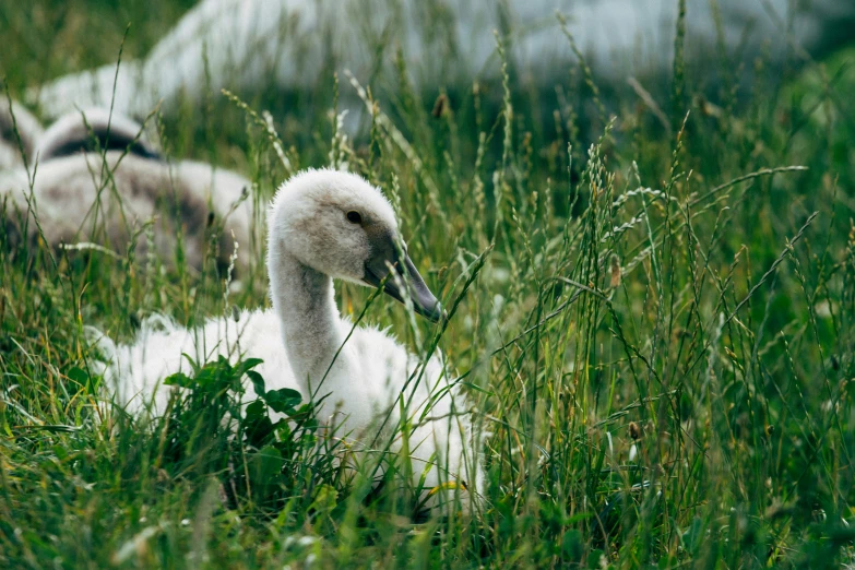 a close up of a swan on the grass