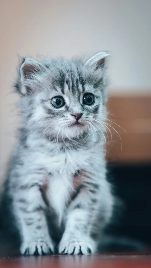 a small gray and white kitten sitting on top of a wooden floor