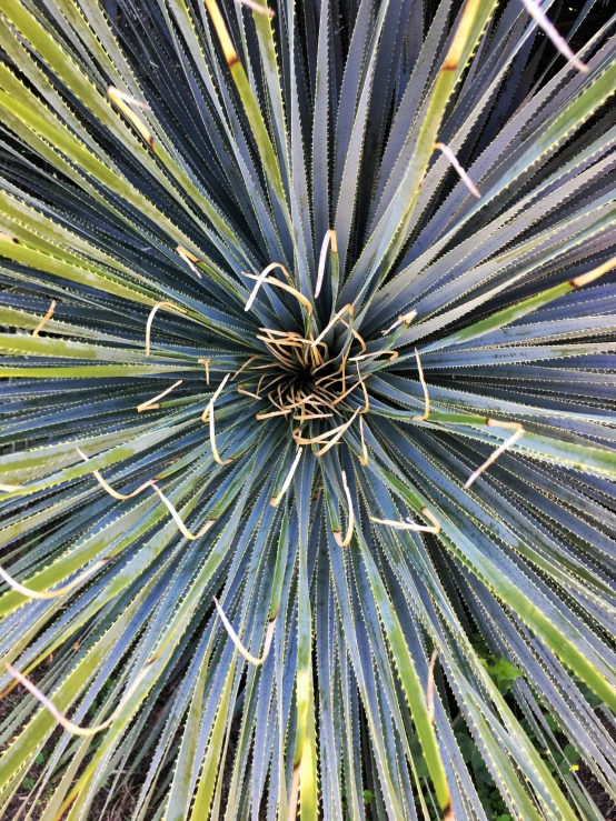 the top view of a large blue cactus plant