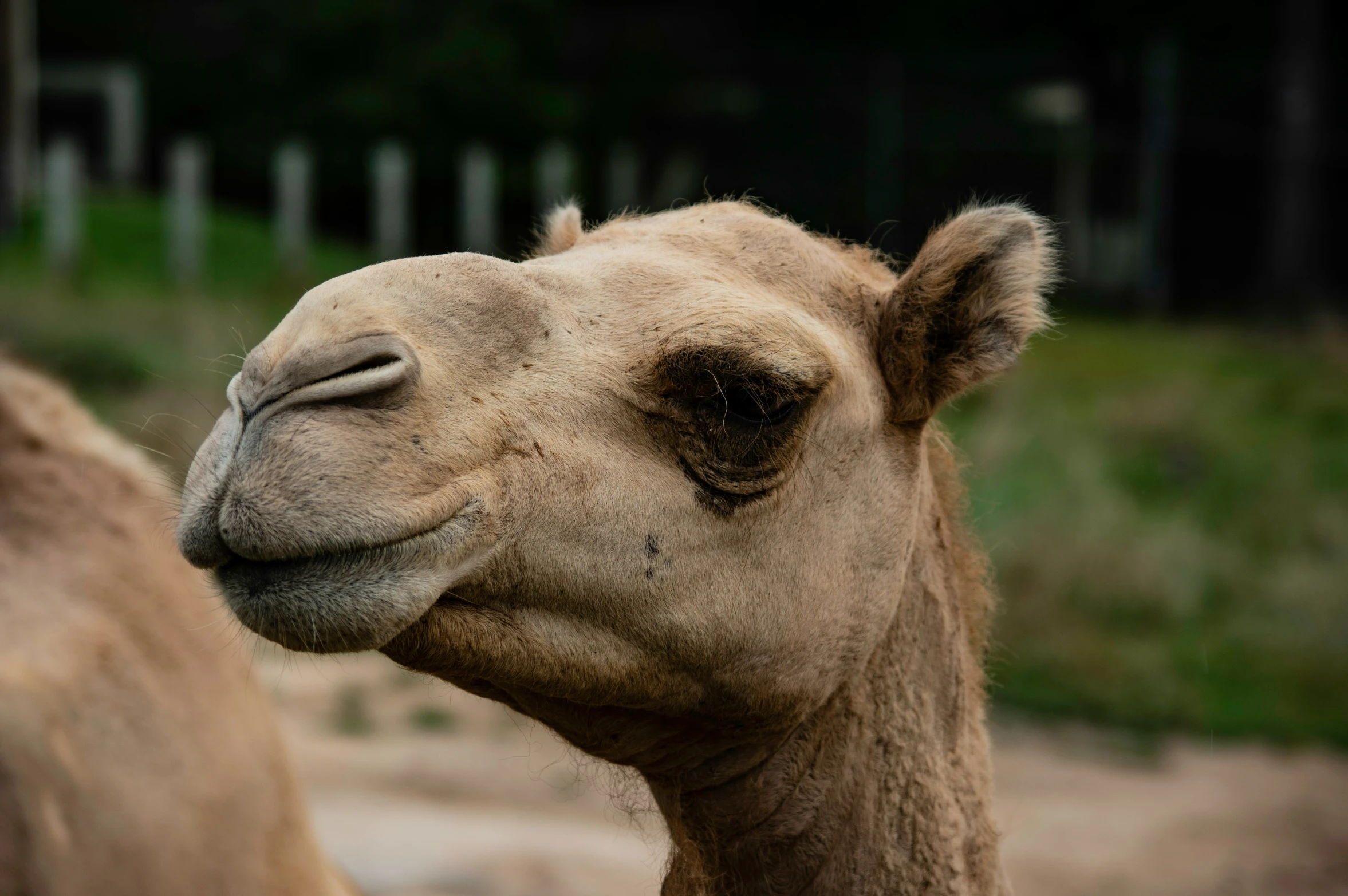 a close up of the face of a camel