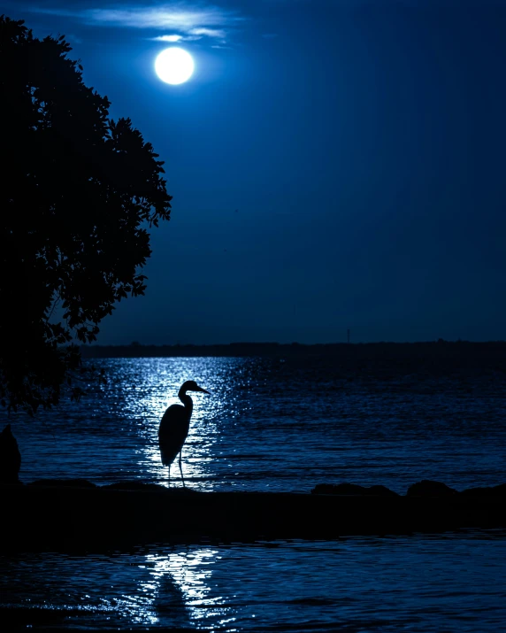 a bird standing alone in the ocean at night