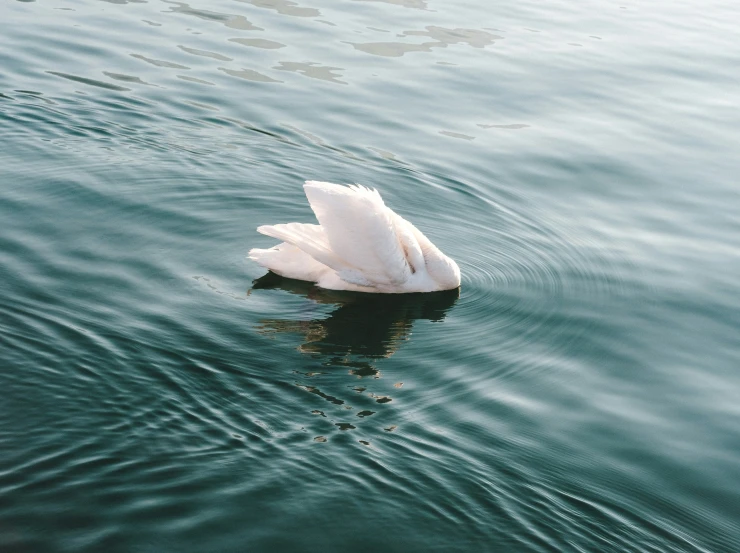 a close - up of a lone swan swimming on water