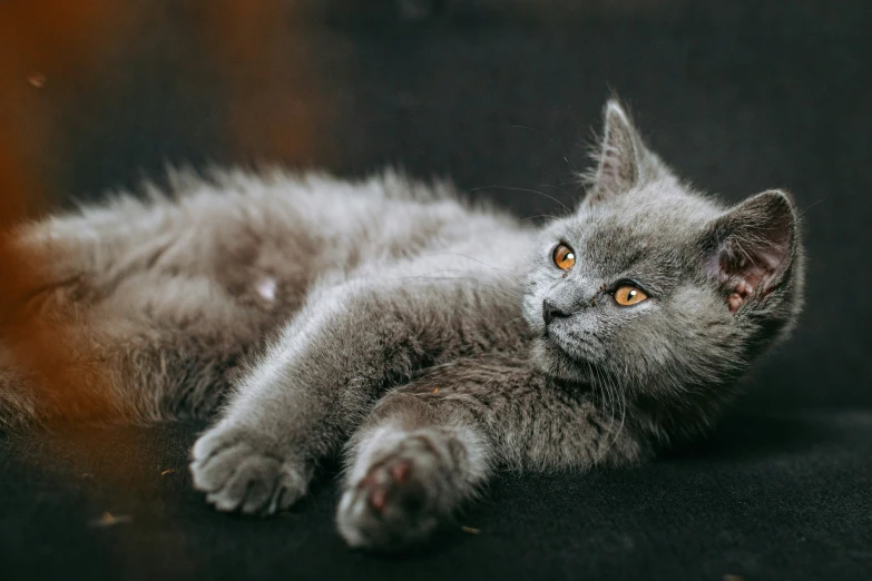 a grey cat laying on a couch and looking into the camera