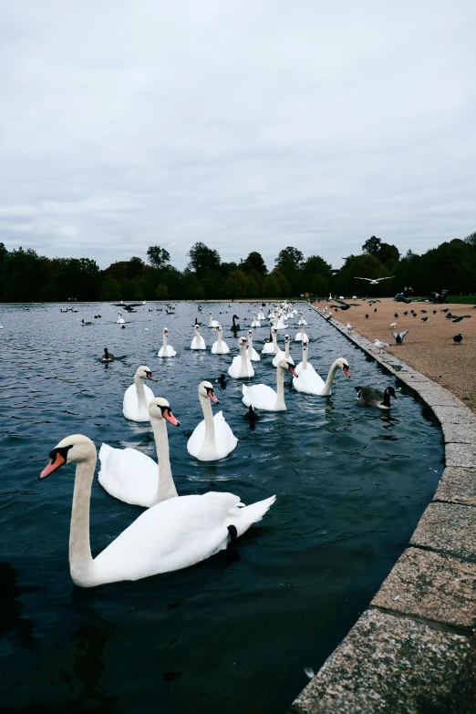 a flock of swans swim along a river