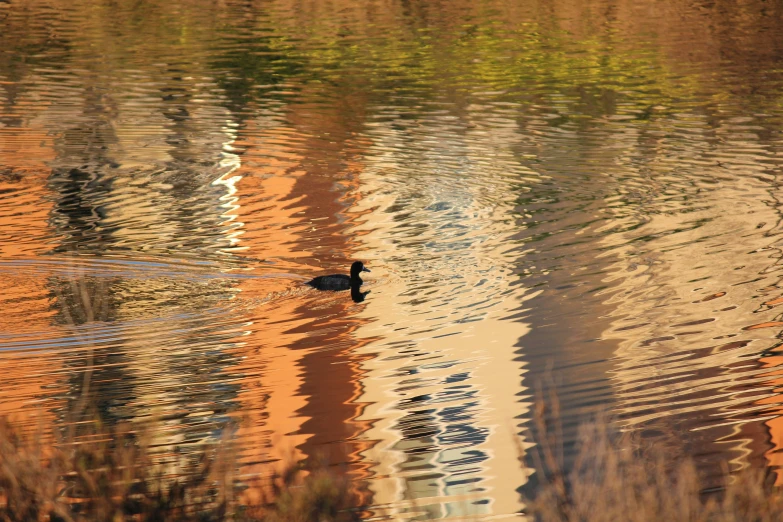 the ducks is swimming near the grass and trees