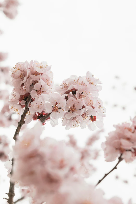 the nches are full of pink flowers in front of the sky