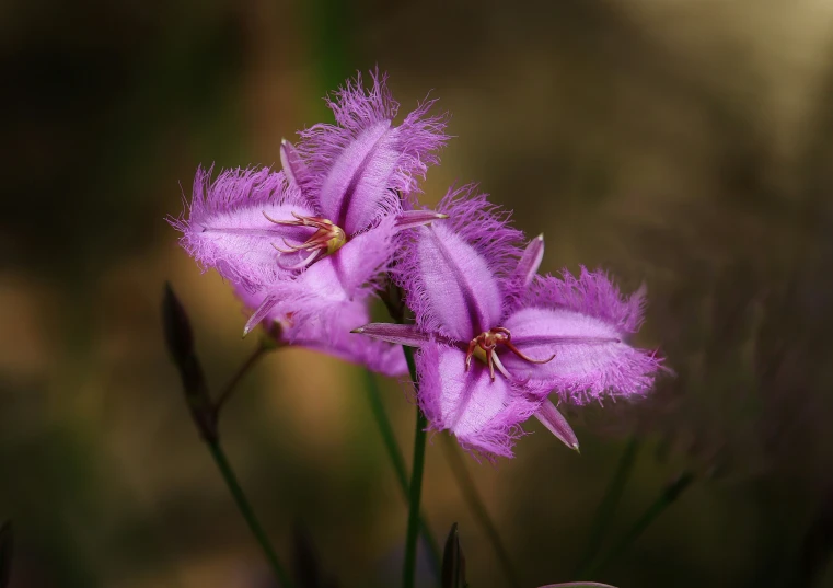 two pretty purple flowers in a blurry po