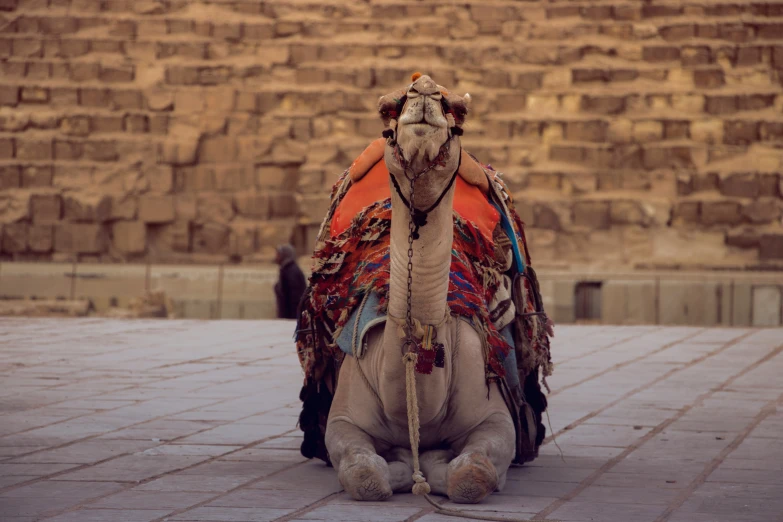 a close up of a camel on a brick floor