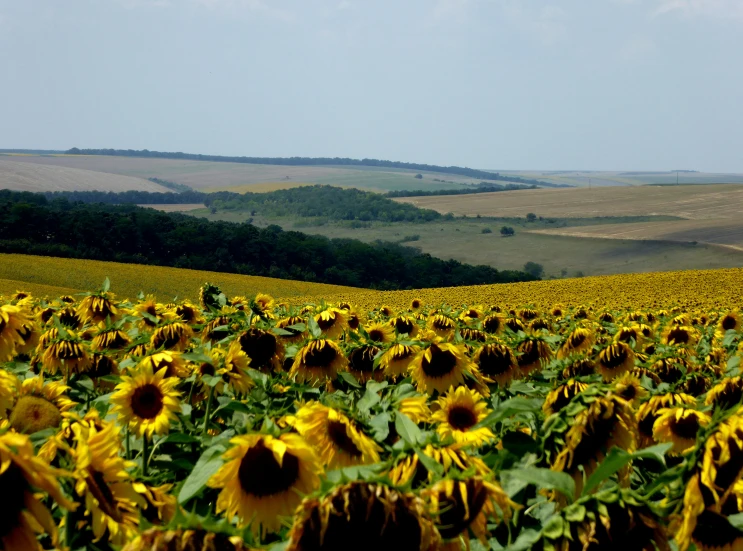 a field full of yellow sunflowers on top of a hill