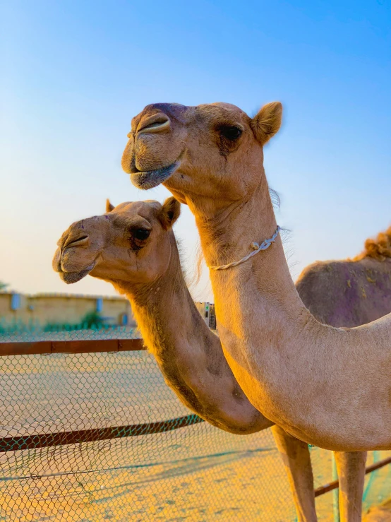 two brown camels standing next to each other