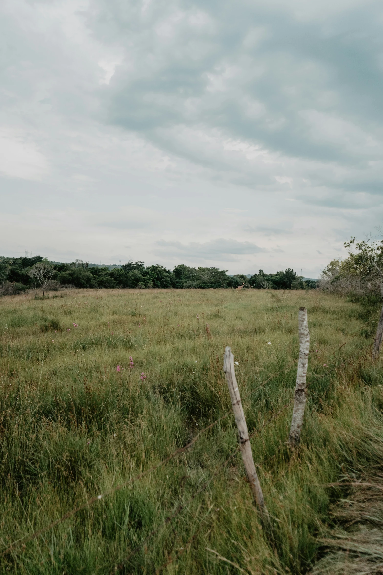 an open field with dead trees on both sides