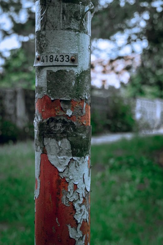 a close - up of the bark on a tree with signs written on it