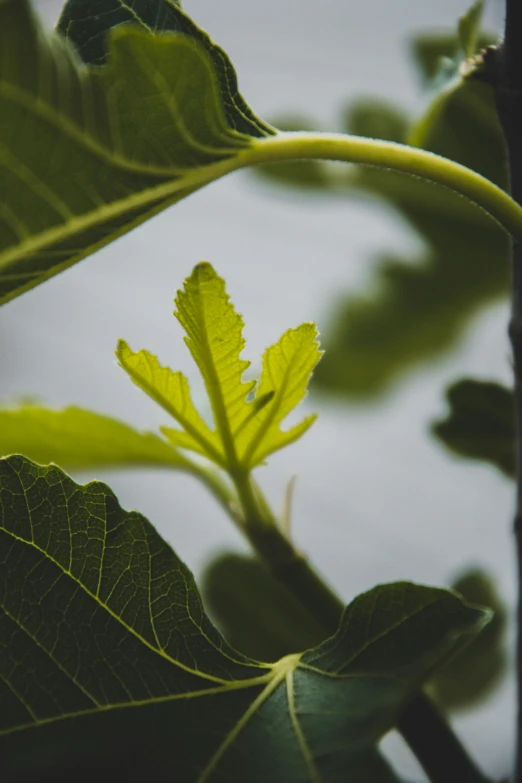 the green leaf is turning slowly with some time lapse