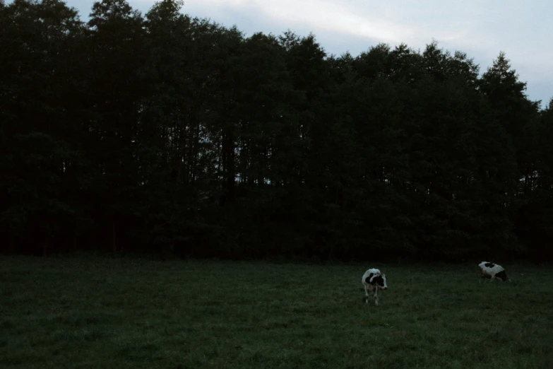 two cows graze in an open field on a cloudy day