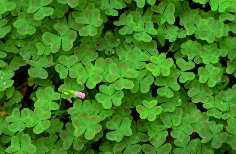 many green leaves are growing in the field