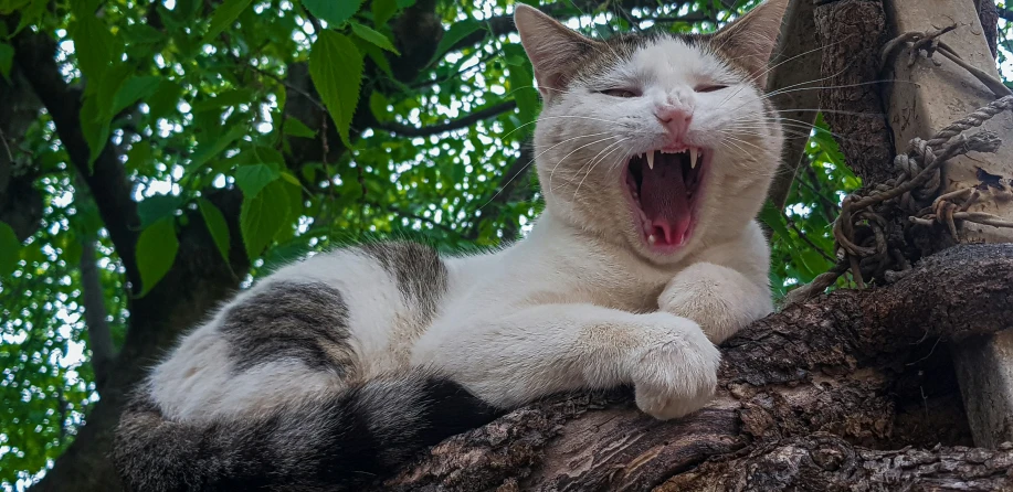 a gray and white cat on top of a tree with its mouth open