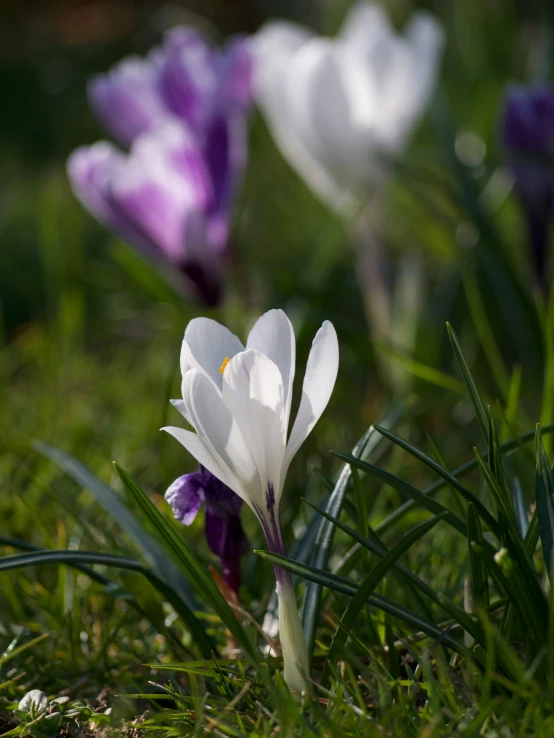 a few purple and white flowers grow in the grass