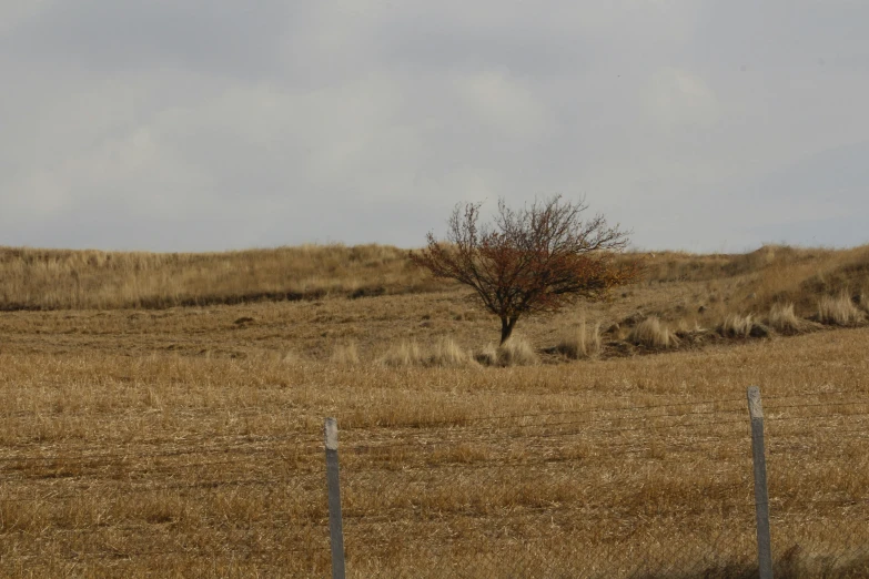 a single tree on an empty grassy field