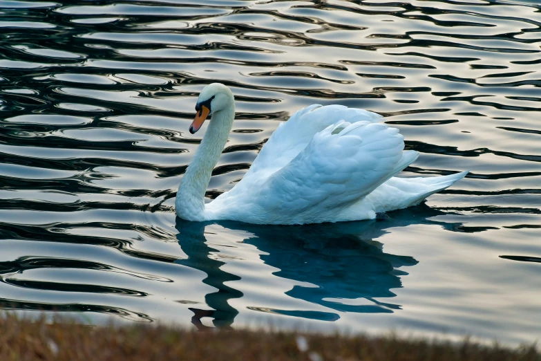 two swans swimming in the middle of a pond