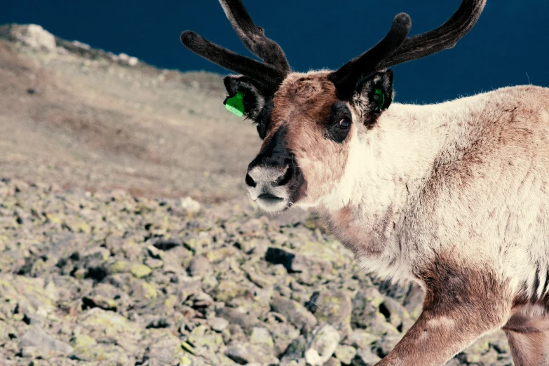 a brown and white animal standing on top of a rocky hill