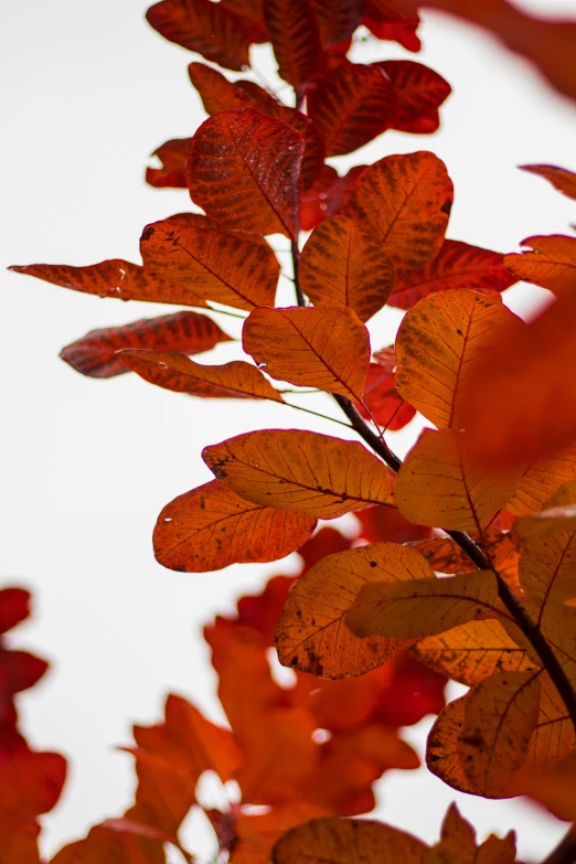 a close up of the leaves and nches of trees