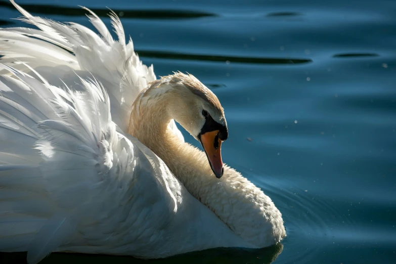 a swan swimming with it's wings spread wide out