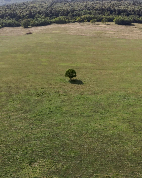 a tree in the middle of a grassy field