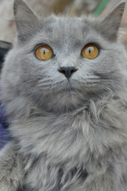 a gray cat sitting outside with big yellow eyes