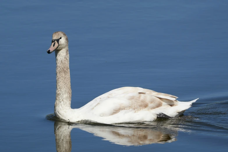 a swan in a body of water with its head submerged