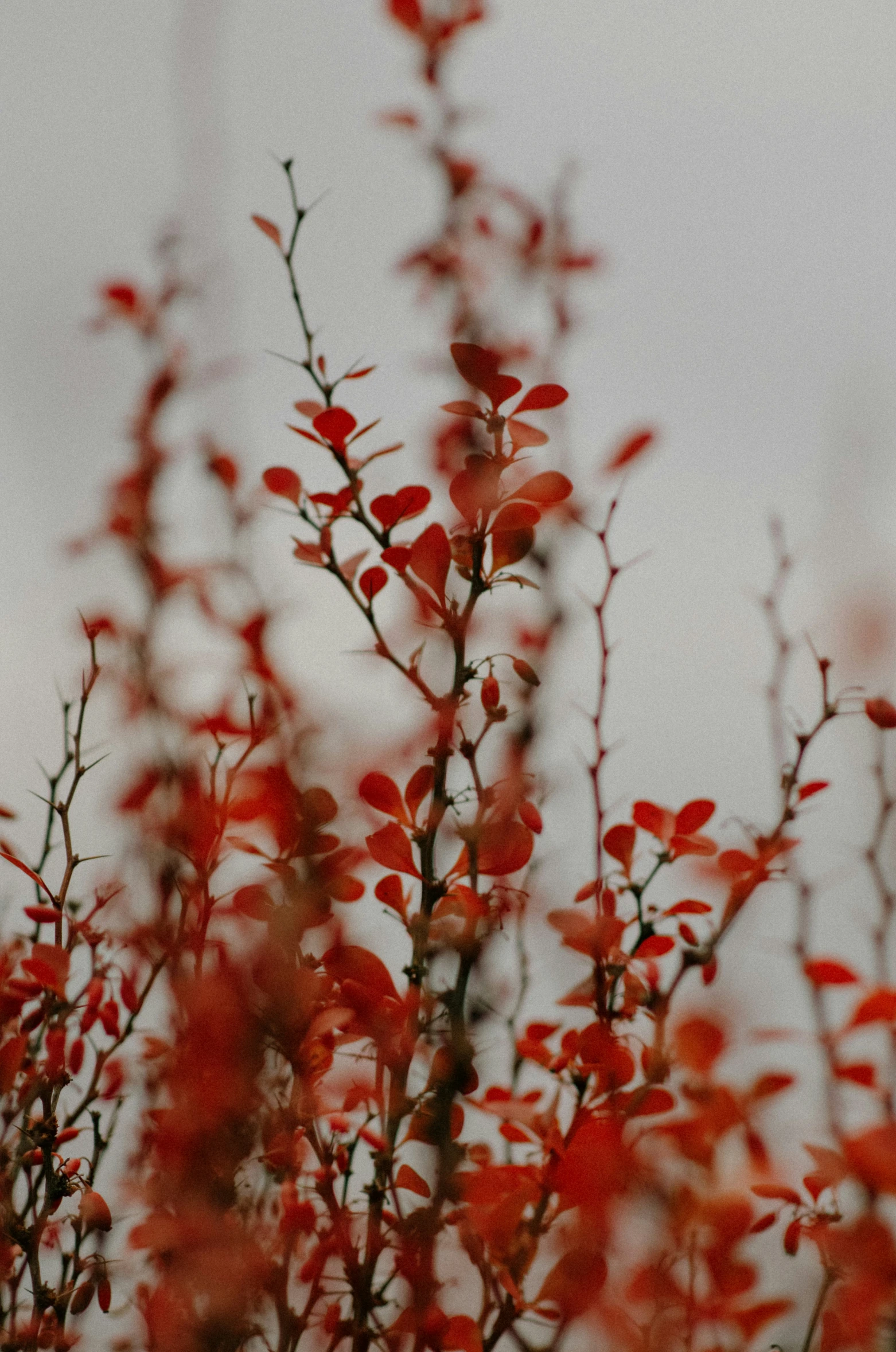 close up view of a nch with red leaves