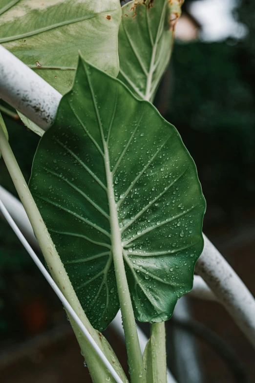 large green leaves on a vine near the ground