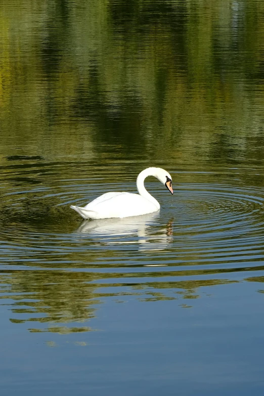 a swan swims in the middle of a lake