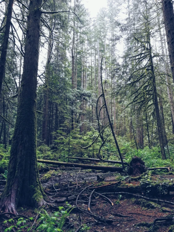 a view of a very dense forest floor from the ground