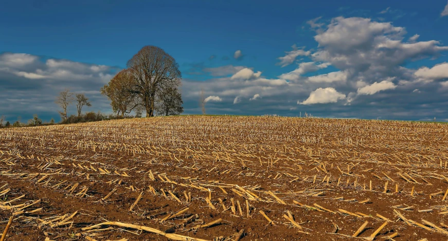 there is a bare tree in the middle of a field