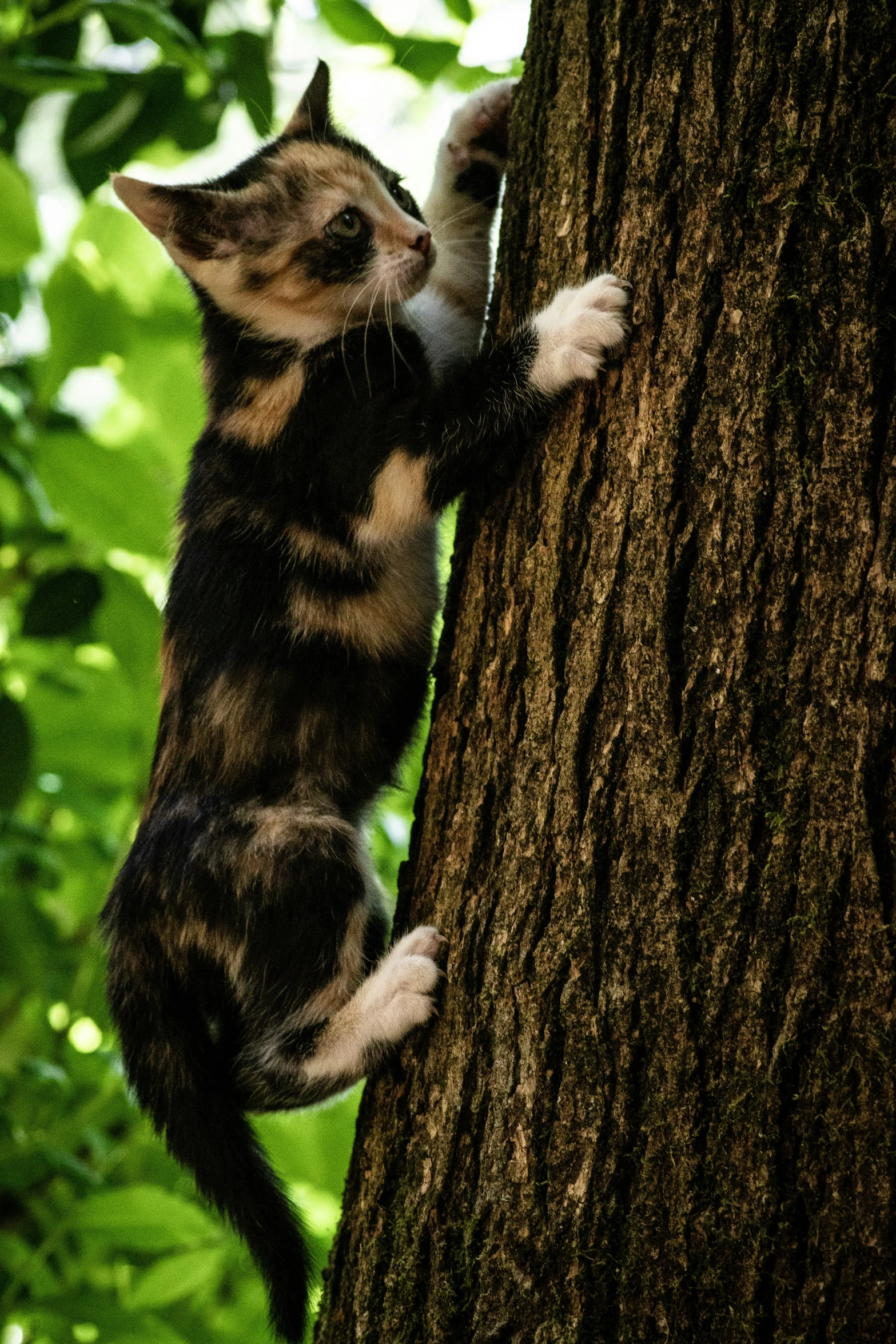 a cat climbing up the side of a tree