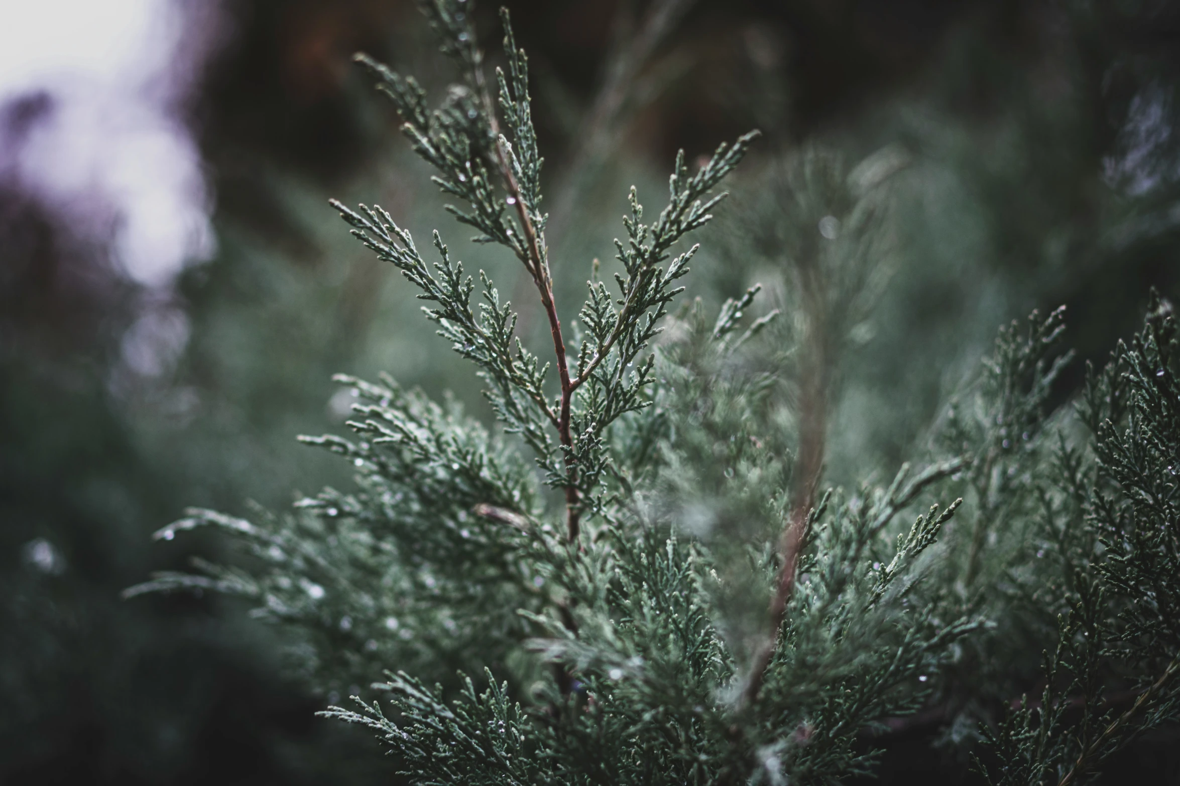 a closeup of a green leaf on a nch