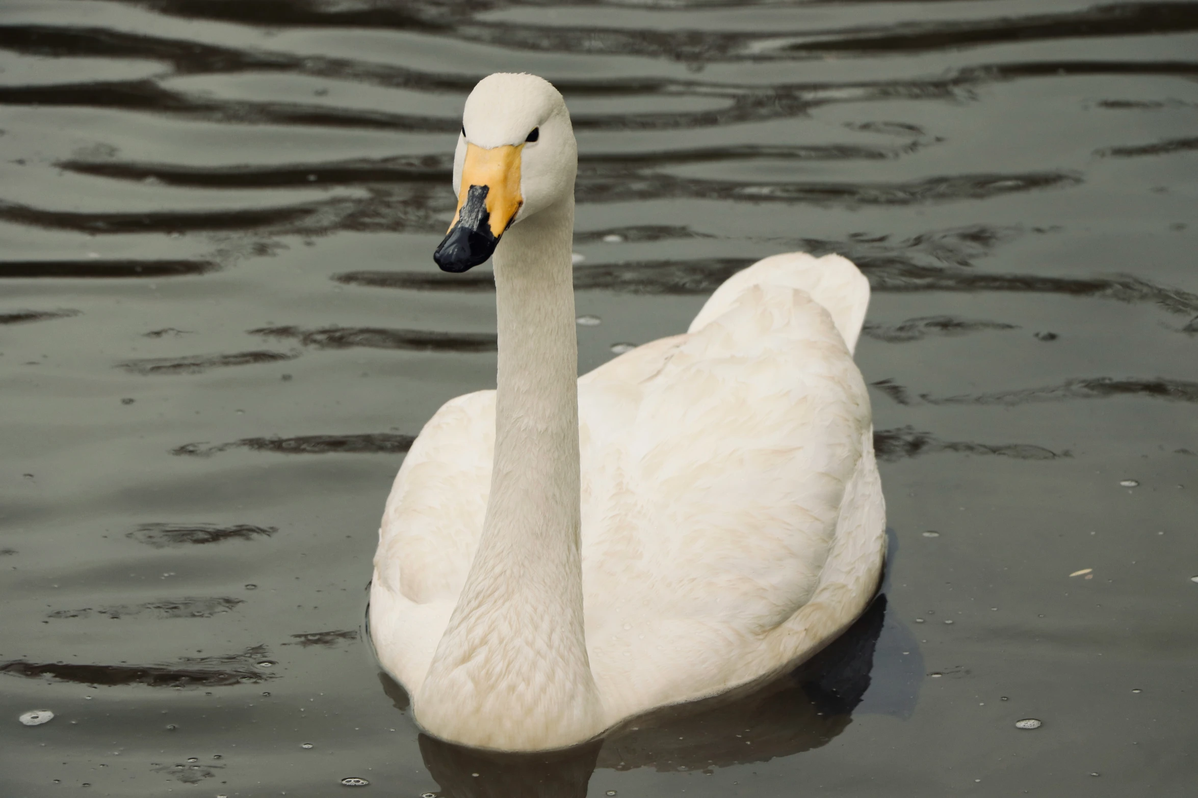 a close up of a swans face in the water