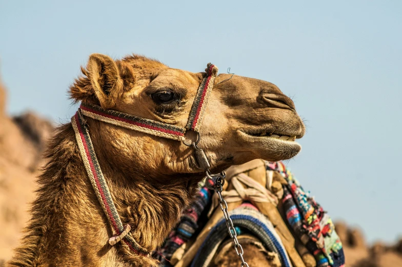 camel with head scarf on standing in desert