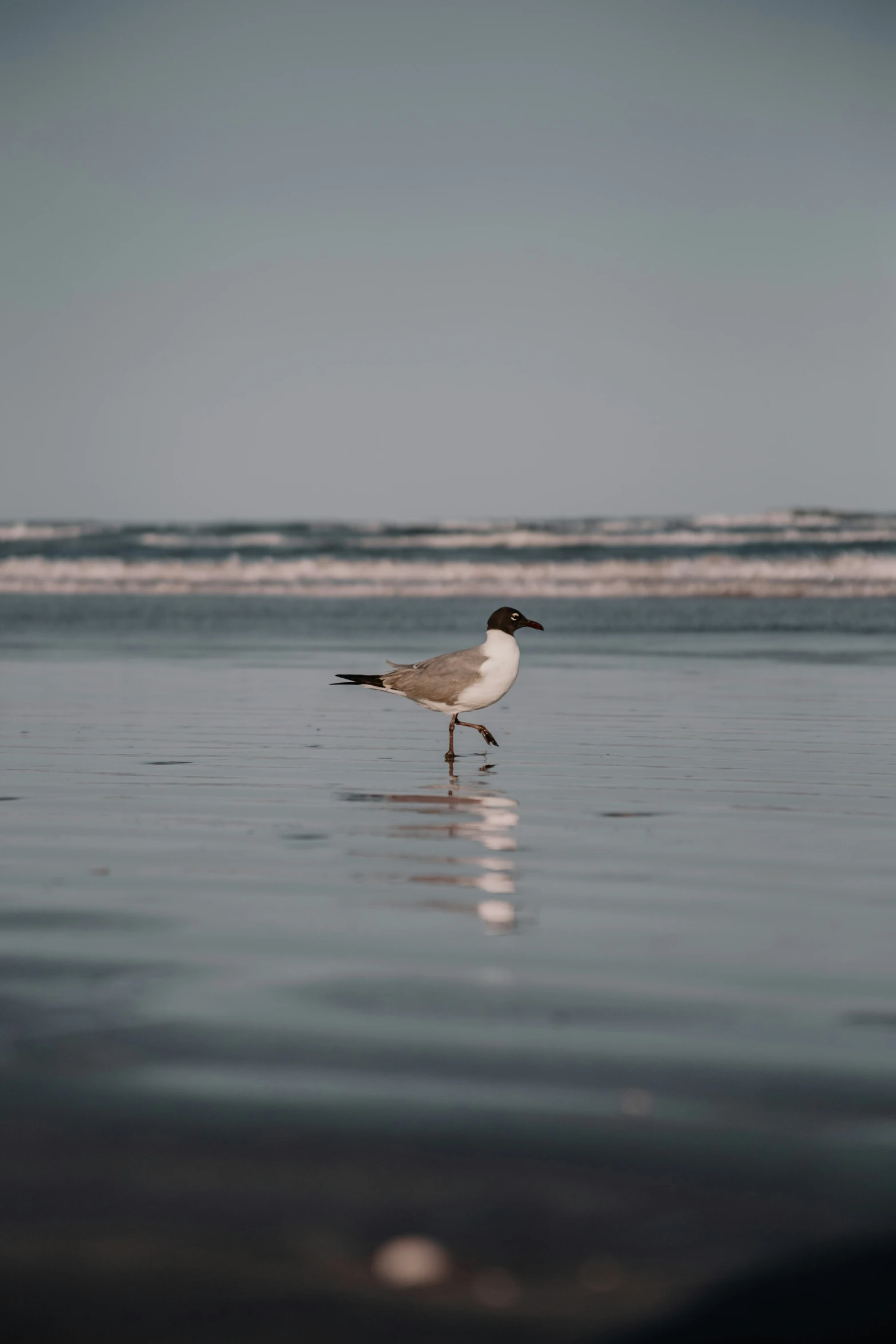 there is a bird standing in the water on the beach