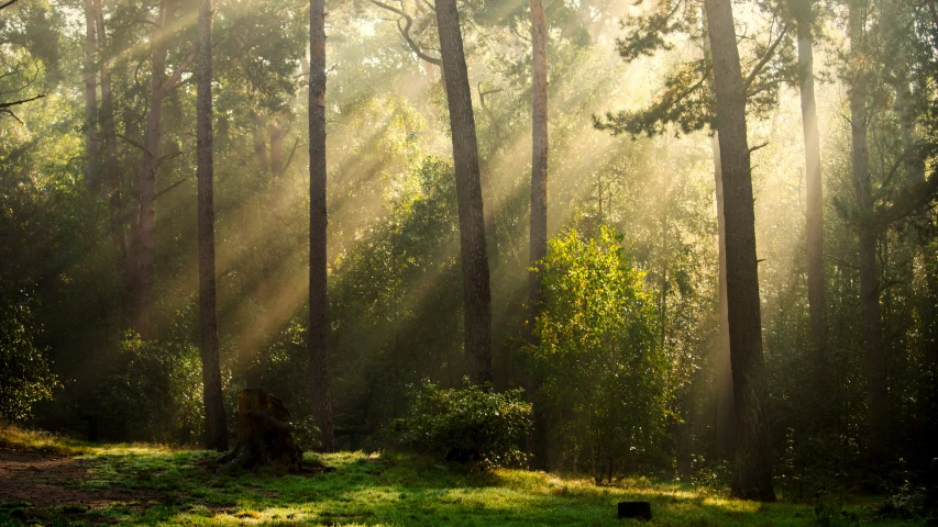 an image of a light in the woods