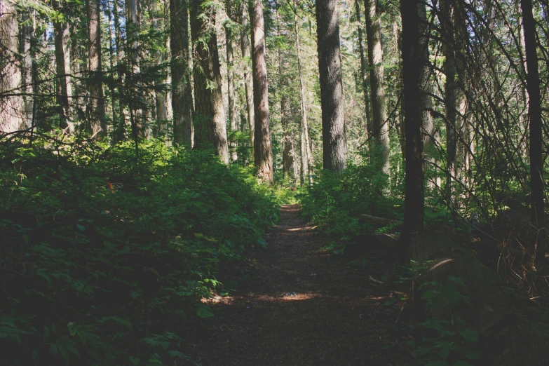 a forest filled with lots of tall trees