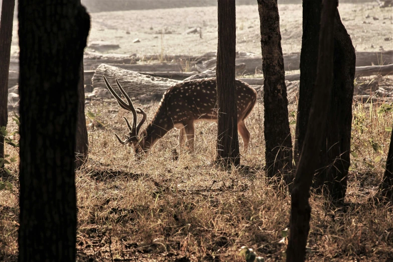 an antelope grazes on long thin grass among the trees