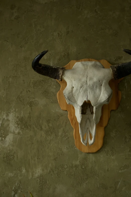 the skull of a bull is mounted on the wall