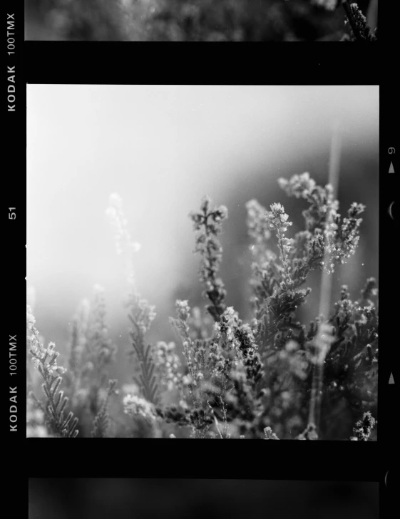 a black and white po of a bush with fog