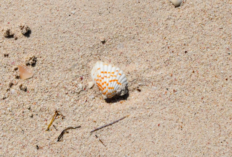 there is a sea shell on the sand